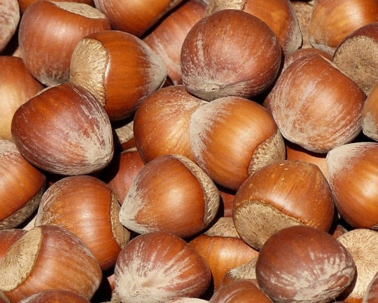 Bare Root Jefferson Hazelnut Shrub