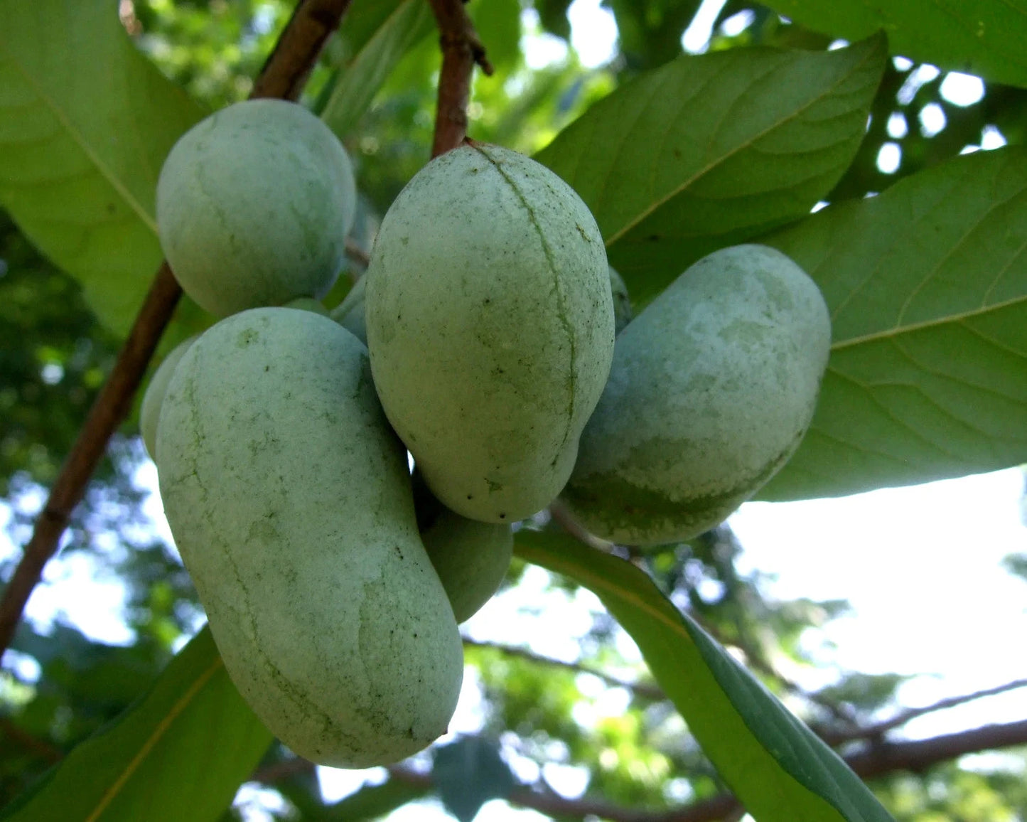 Bare Root PawPaw Tree