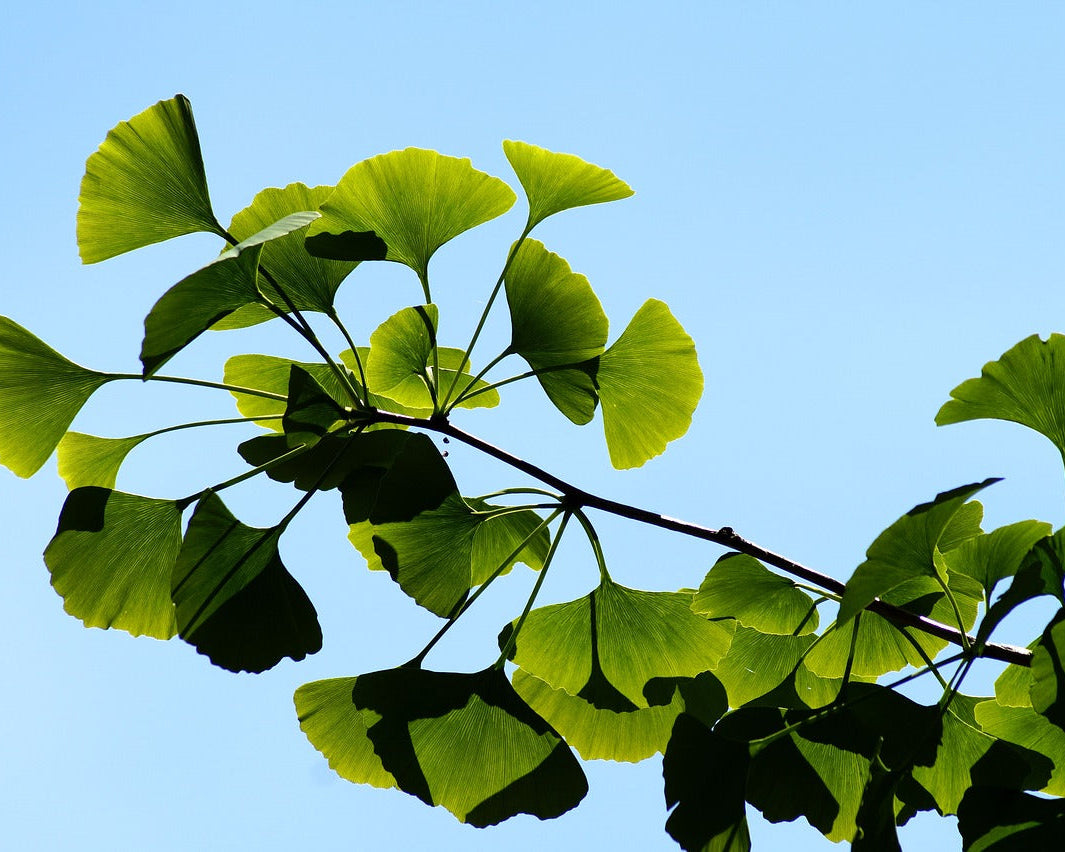 Bare Root Ginkgo Tree