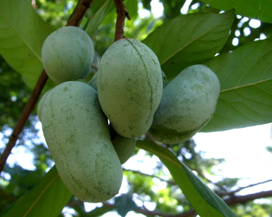 Bare Root PawPaw Tree